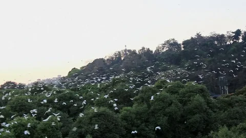 Birds Coming for Roosting and Nesting Stock Footage 69888680