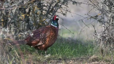 Birds Common Pheasant Phasianus colchicus, male cock looking for food Video stock 151632148