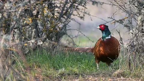 Birds Common Pheasant Phasianus colchicus, male cock. Slow motion Stock-Footage 151632780