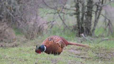 Birds - Common pheasant Phasianus colchicus male, eat corn Stock-Footage 152515558