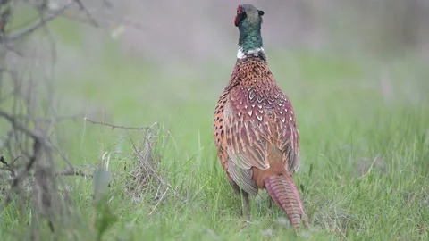 Birds - Common pheasant Phasianus colchicus male Video stock 153438720