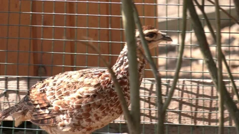 Birds - Common Pheasant (Phasianus colchicus) - female Stock Footage 229158924