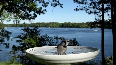 Birds compete for the bird bath. Stock-Footage 148676383
