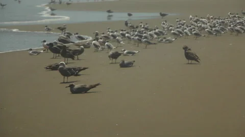 Birds Congregate on Beach at Ocean Seashore Video stock 48935741