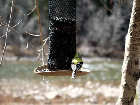 Birds Congregate at Feeder on Mountain Stream Stock Footage 131071124