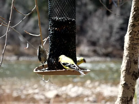Birds Congregate at Feeder on Mountain Stream Stock Footage 131072021