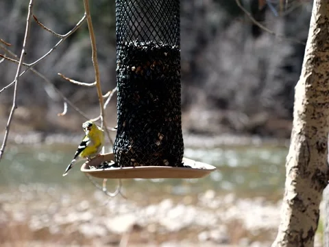 Birds Congregate at Feeder on Mountain Stream Stock Footage 131073640