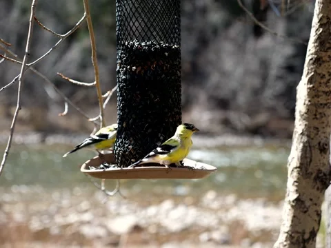 Birds Congregate at Feeder on Mountain Stream Stock Footage 131074489