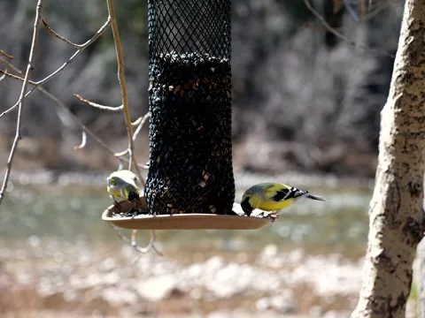 Birds Congregate at Feeder on Mountain Stream Stock Footage 131077931