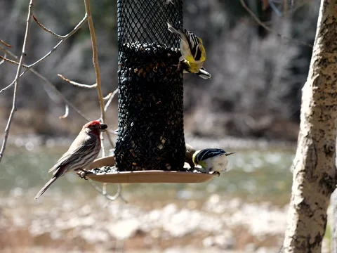 Birds Congregate at Feeder on Mountain Stream Stock Footage 131083008