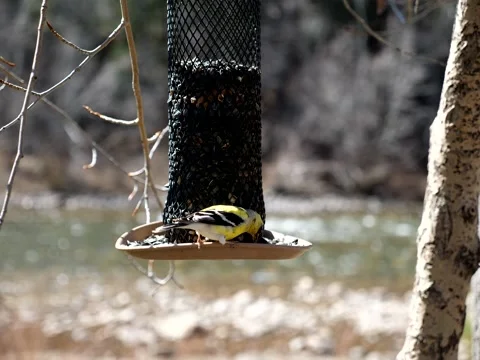 Birds Congregate at Feeder on Mountain Stream Stock Footage 131088886