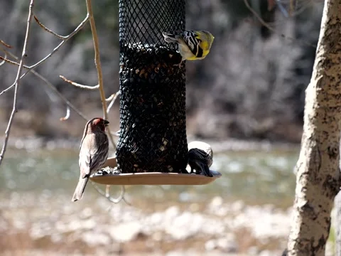 Birds Congregate at Feeder on Mountain Stream Stock Footage 131092667