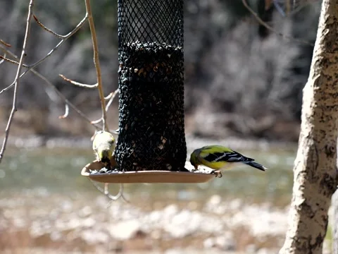 Birds Congregate at Feeder on Mountain Stream Stock Footage 131094673