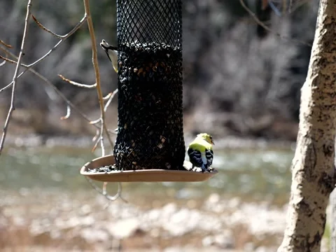 Birds Congregate at Feeder on Mountain Stream Stock Footage 131097506