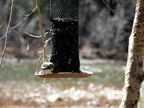 Birds Congregate at Feeder on Mountain Stream Stock Footage 131098877