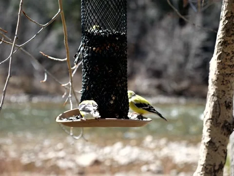 Birds Congregate at Feeder on Mountain Stream Stock Footage 131101117