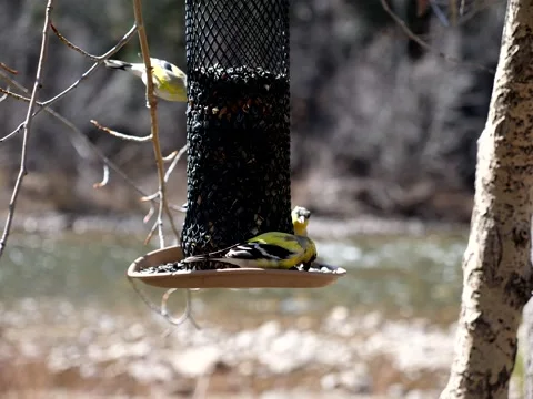 Birds Congregate at Feeder on Mountain Stream Stock Footage 131102546