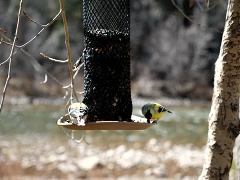 Birds Congregate at Feeder on Mountain Stream Stock Footage 131105673