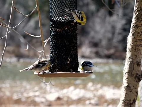 Birds Congregate at Feeder on Mountain Stream Stock Footage 131112102