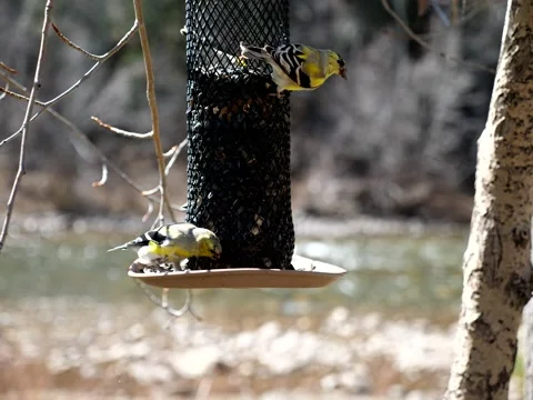 Birds Congregate at Feeder on Mountain Stream Stock Footage 131113432