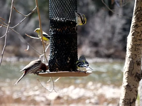 Birds Congregate at Feeder on Mountain Stream Stock Footage 131113492