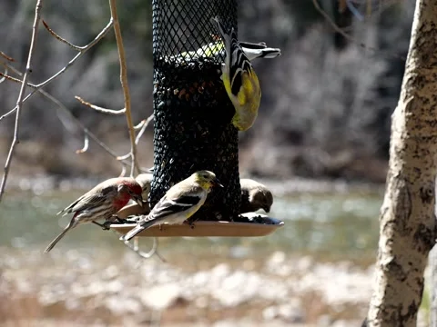 Birds Congregate at Feeder on Mountain Stream Stock Footage 131116535