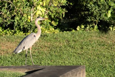 Birds Crane Florida Stock Photos