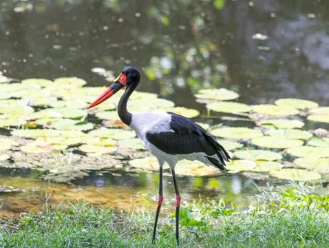 Birds Crane Stock Photos