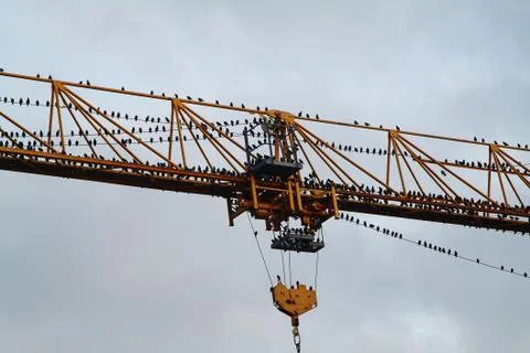 Birds on a crane Stock-Fotos