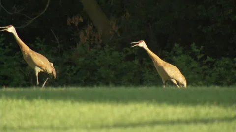 Birds Cranes 스톡 동영상 30791931