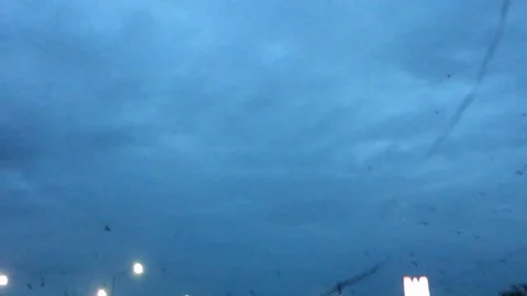 Birds Crossing Vídeos de archivo 100697408