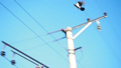 Birds. A crow flies in a circle next to high-voltage wires. Vídeos de archivo 196811422