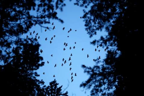 Birds of the crow Stock Photos