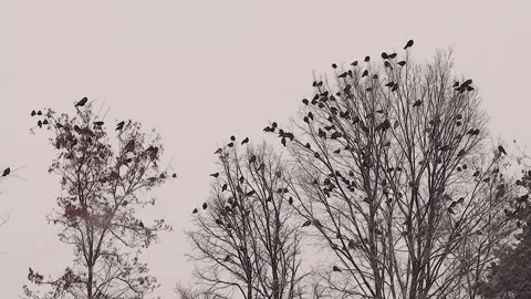 Birds Crows Flock on Bare Winter Trees in Snowstorm Atmospheric Scene 库存影片 334115007