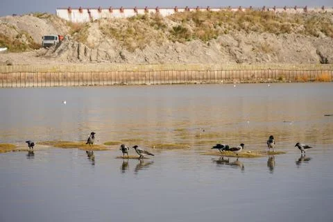Birds crows in a large puddle on shallows. Gulf lake. constructionbackground Stock Photos