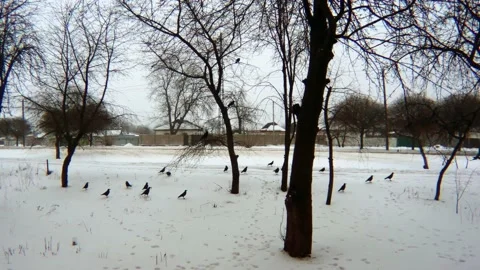 Birds crows in the snow Stock Footage 169795699