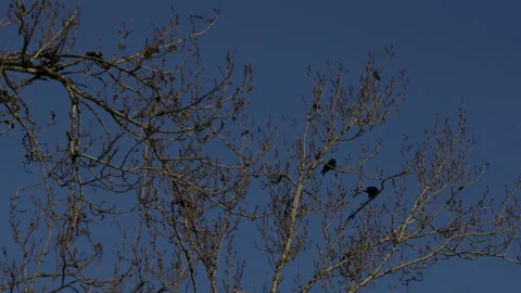 Birds, crows in tree without leaves on sunny day Stock Footage 146858715