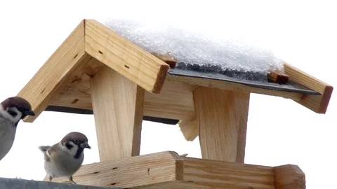 Birds in the Czech Republic Stock Footage 101155454