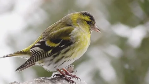 A bird's dance Stock Footage 219861339