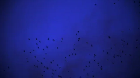 Birds dark sky Stock Footage 598218