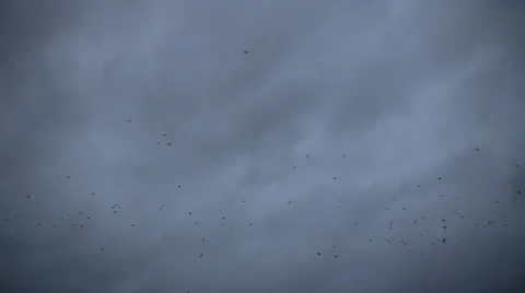Birds on dark sky Stock Footage 55270621