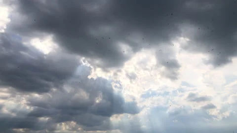 Birds in the dark sky 스톡 동영상 135441833