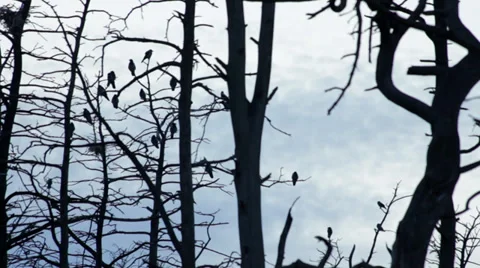 Birds on dark trees Stock Footage 27946451
