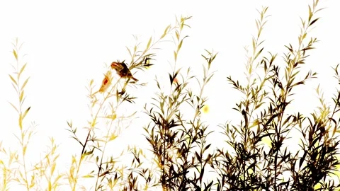 Birds at dawn Stock Footage 143778865