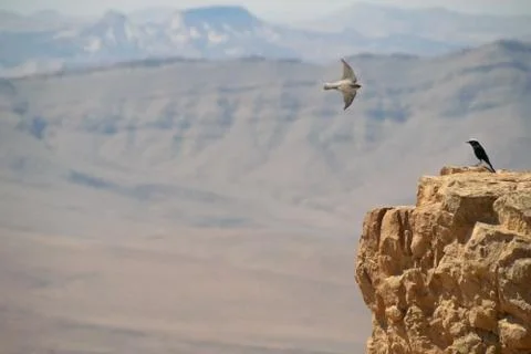 Birds in the desert Stock Photos