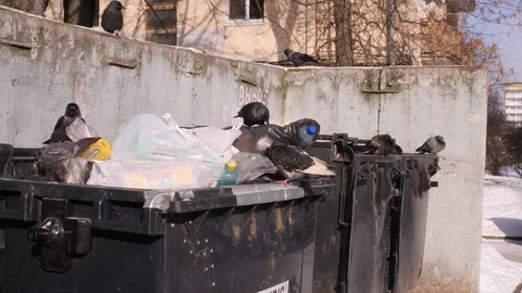 Birds dig garbage bags. garbage cans in city dump. The concept of global Stock Footage 87272262