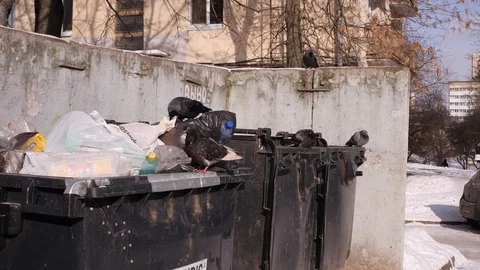 Birds dig garbage cans in city dump, open garbage bags. The concept of global Stock Footage 87145968
