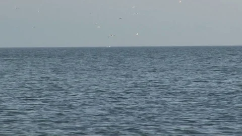 Birds diving into ocean for fish Stock Footage 74062404