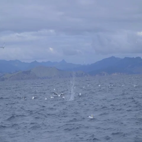 Birds diving into water Stock Footage 69302190