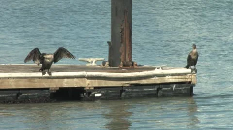 Birds on dock Stock-Footage 8851294